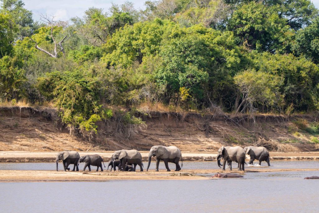Sambia South Luangwa NP Time + Tide Mchenja Camp Elefanten im Fluss Iwanowskis Reisen - afrika.de