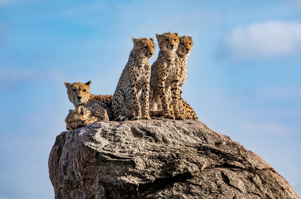 Tansania Serengeti Olmara Camp Geparden Iwanowskis Reisen - afrika.de
