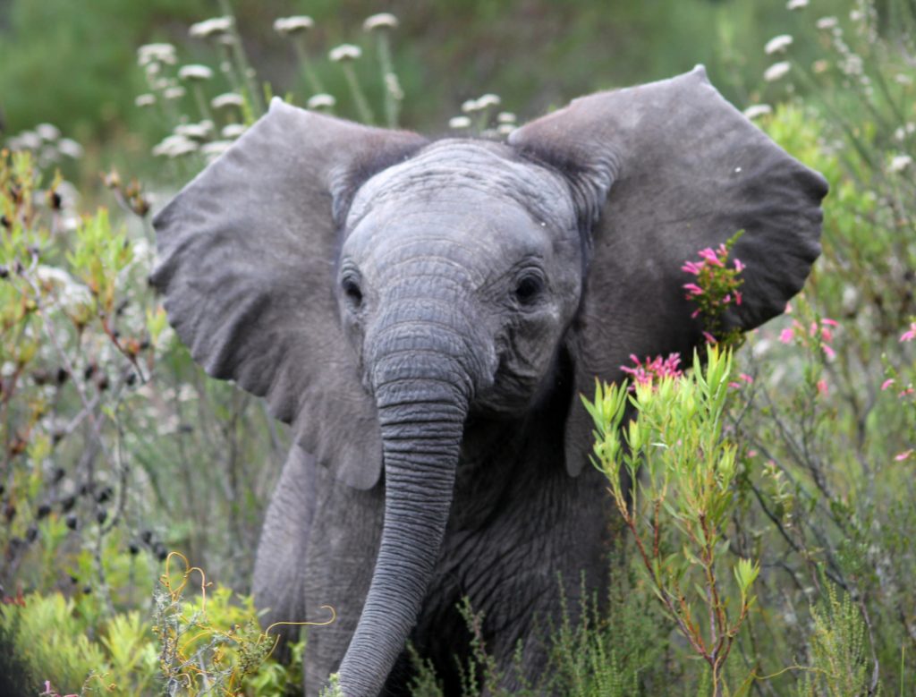 Südafrika Mossel Bay Gondwana Game Reserve Babyelefant Iwanowskis Reisen - afrika.de