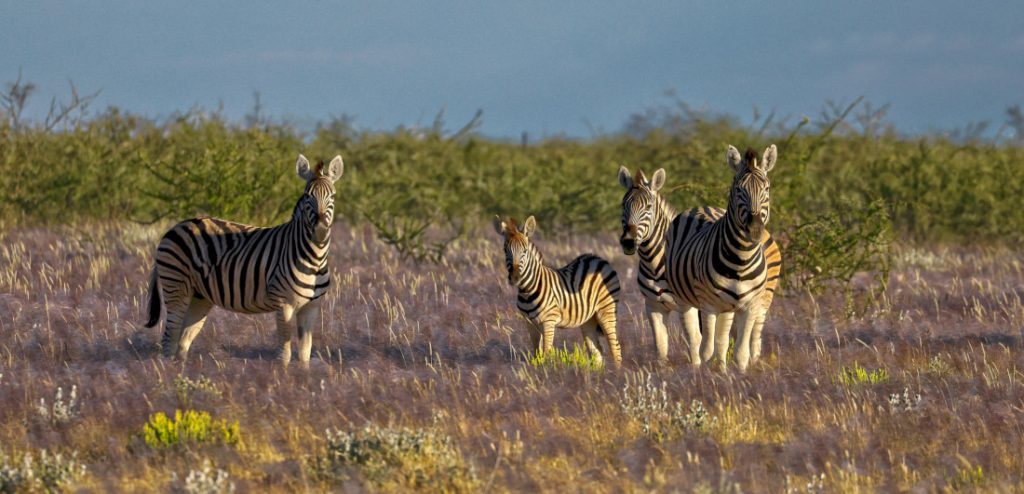 Namibia Etosha Heights Safarihoek Lodge Zebras Iwanowskis Reisen - afrika.de