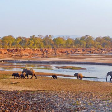 Malawi Sambia Safari Süd Luangwa National Park Iwanowskis Reisen - afrika.de