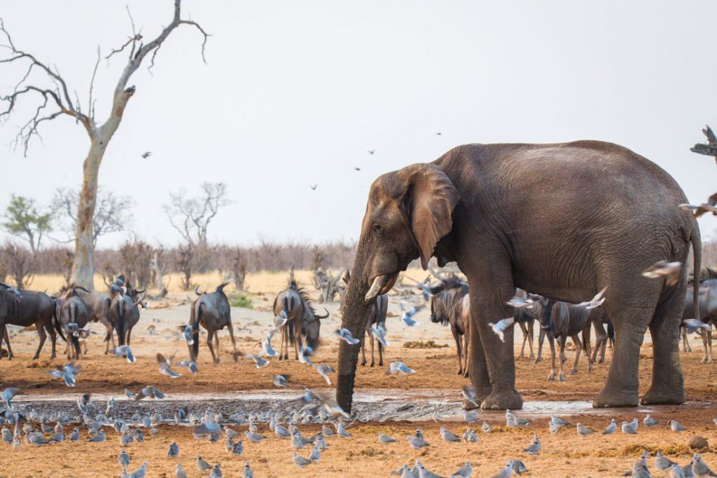Botswana Bushways Elefant Iwanowskis Reisen - afrika.de