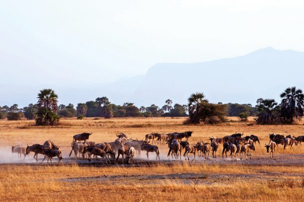 Tansania Serengeti National Park Kubu Kubu Lodge Pirschfahrt Iwanowskis Reisen - afrika.de
