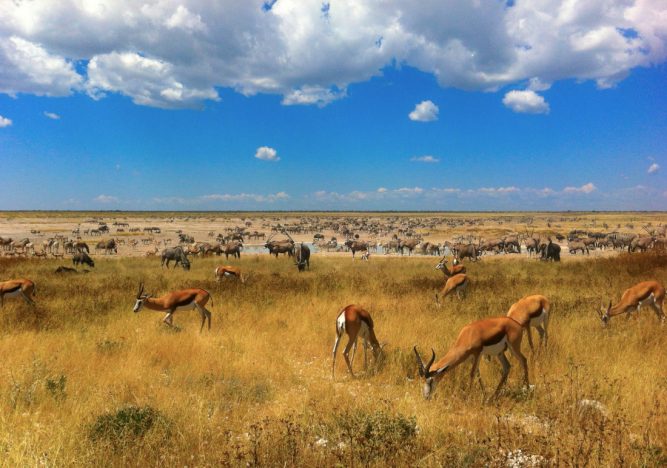 Namibia Etosha Nationalpark Etosha Village Pirschfahrt Wasserloch Iwanwoskis Reisen - afrika.de