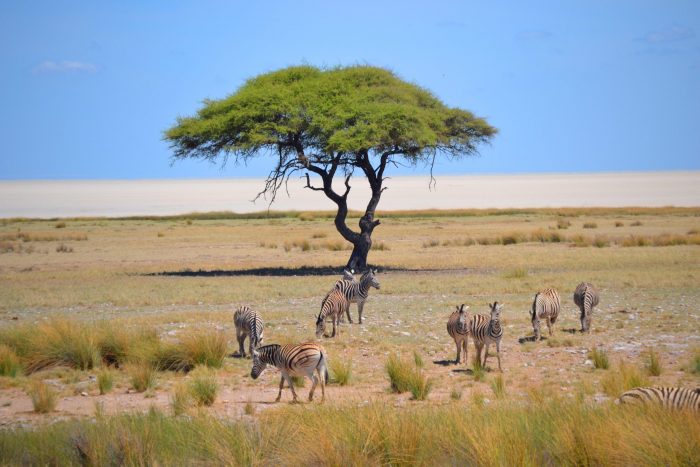 Namibia Etosha Nationalpark