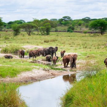 Tansania Tarangire National Park Maweninga Camp Elefanten Iwanowskis Reisen - afrika.de