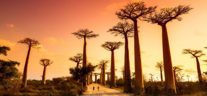 Madagascar Allée des Baobabs