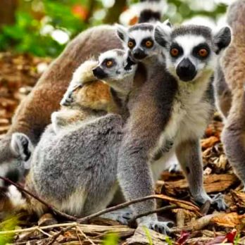 madagascar-lemurcatta_nl