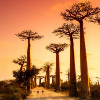 Madagaskar Allée des Baobabs Iwanowskis Reisen - afrika.de