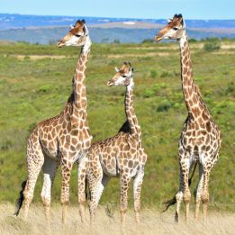 Südafrika Botlierskop Giraffen