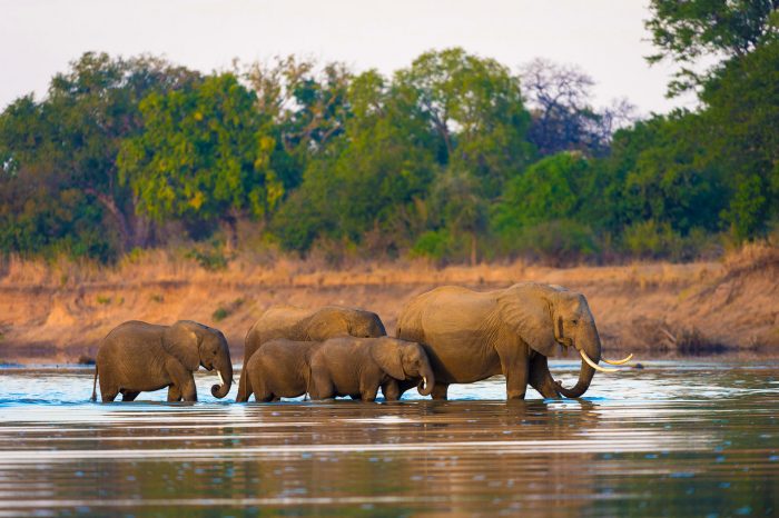 Sambia South Luangwa National Park Nsefu Bush Camp Elefanten Iwanowskis Reisen - afrika.de