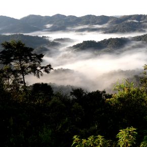 Ruanda Volcanoes National Park Iwanowskis Reisen - afrika.de