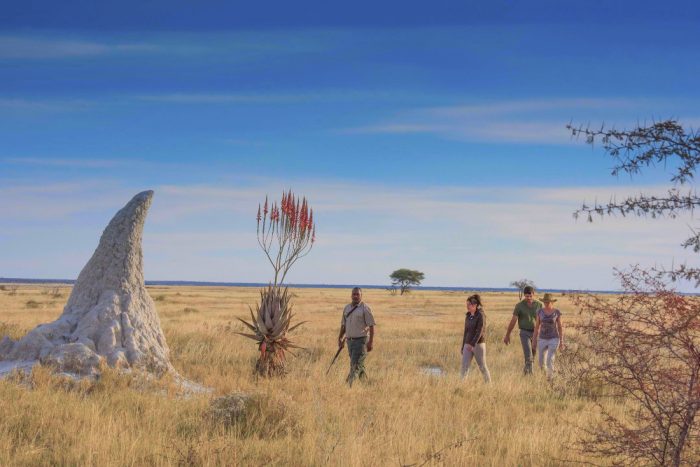 Namibia Onguma Nature Reserve Etosha Bushwalk Wanderung Iwanowskis Reisen - afrika.de