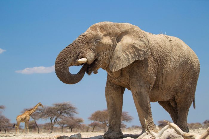 Namibia Onguma Nature Reserve Etosha Elefant Iwanowskis Reisen - afrika.de