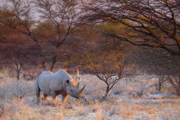 Namibia Onguma Nature Reserve Etosha Nashorn Iwanowskis Reisen - afrika.de
