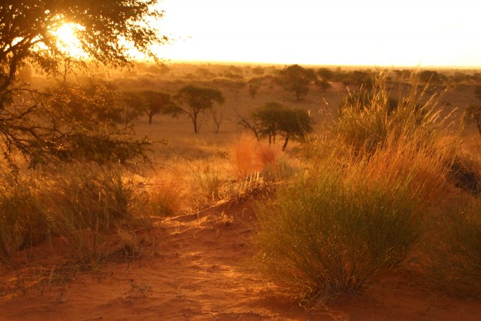 Namibia Kalahari Red Dunes Lodge Sundowner rote Dünen Iwanowskis Reisen - afrika.de