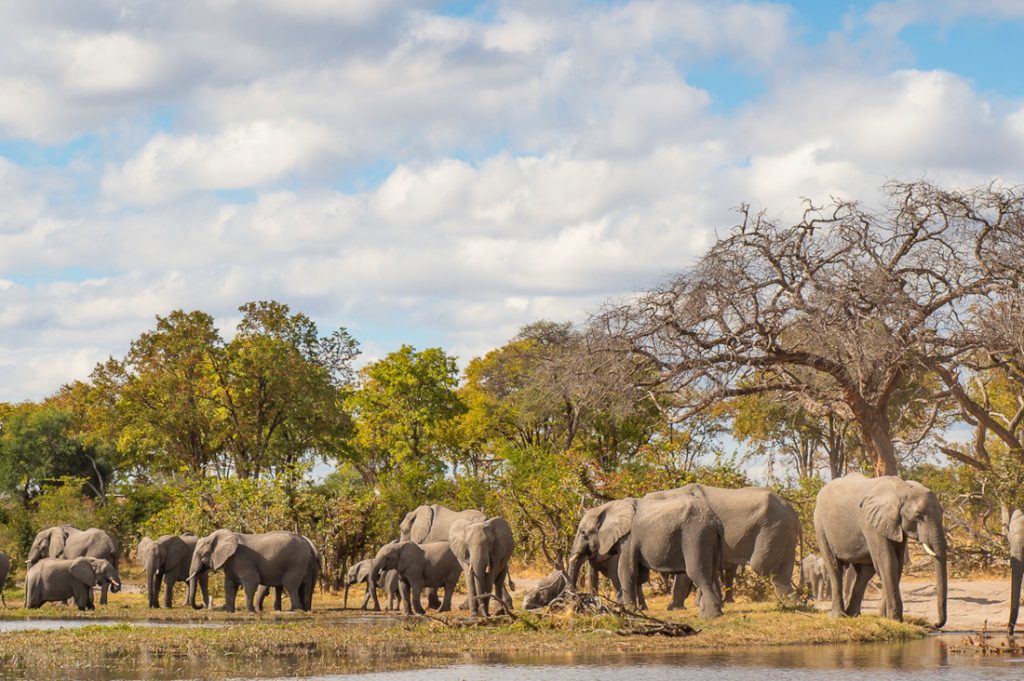 Botswana Moremi Game Reserve Elefanten Sunway Iwanowskis Reisen - afrika.de