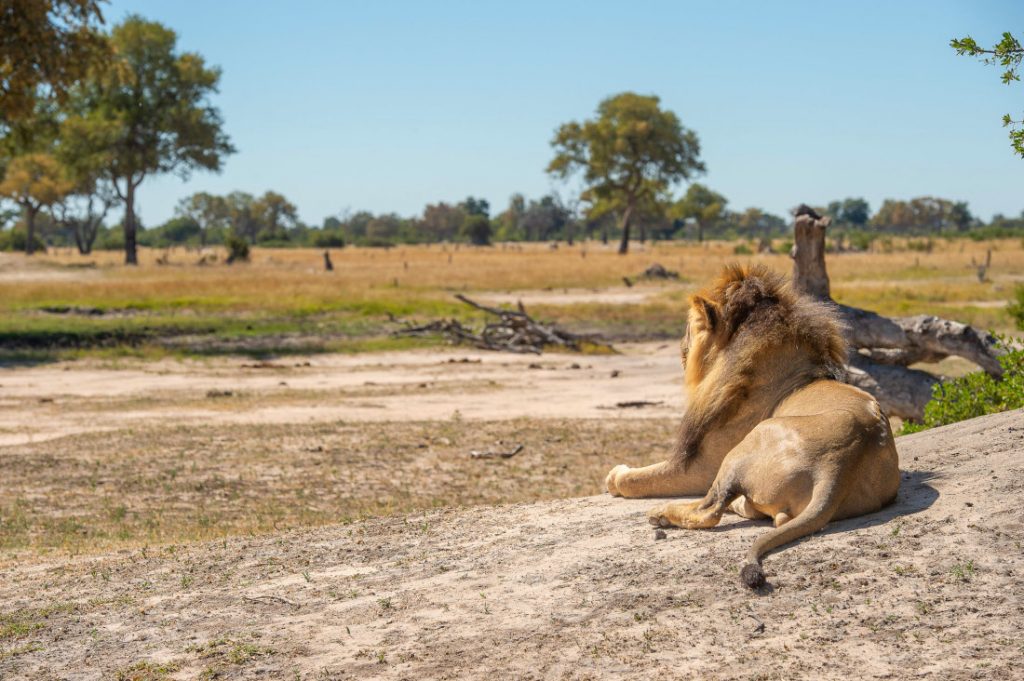 Simbabwe Hwange Nationalpark Sunway Bruce Taylor Iwanowskis Reisen - afrika.de