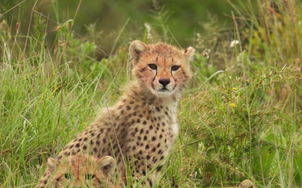 Südafrika Babanango Game Reserve Zulu Rock Lodge Pirschfahrt Geparden Iwanowskis Reisen - afrika.de