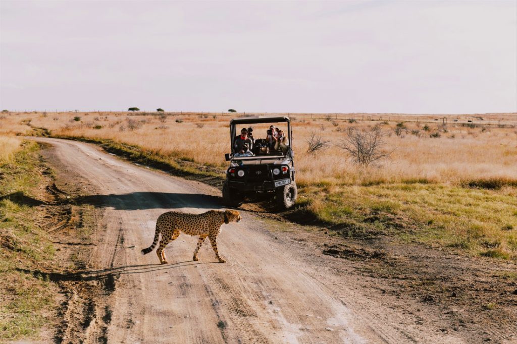 Südafrika Nambiti Game Reserve Cheetah Ridge Lodge Pirschfahrt Iwanowskis Reisen - afrika.de