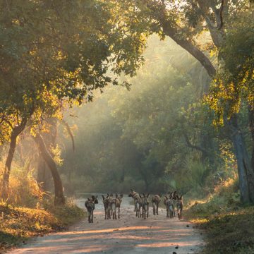 Mosambik Gorongosa Nationalpark Muzimu Lodge Chicari Camp Wild Dogs Iwanowskis Reisen - afrika.de