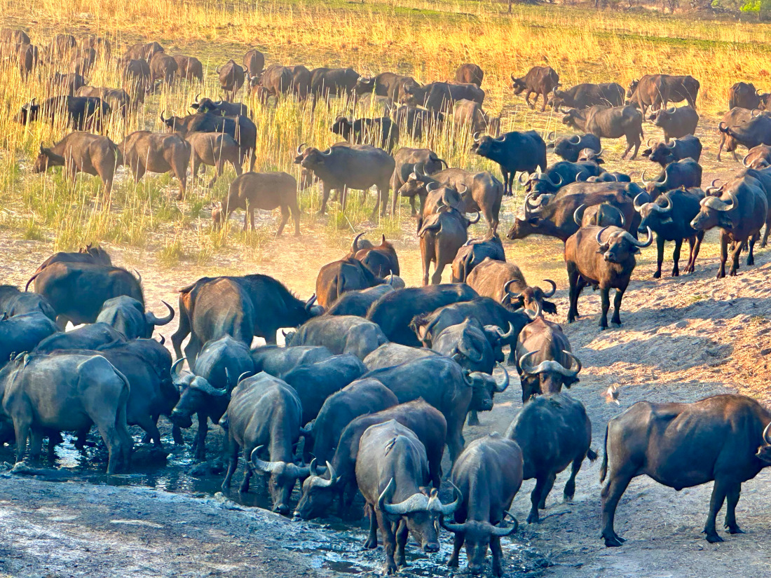 Namibia riesige Büffelherde in der Nähe der Nkasa Lupala Lodge Namibia Caprivi Büffelherde bei Nkasa Lupala Iwanowskis Reisen - afrika.de