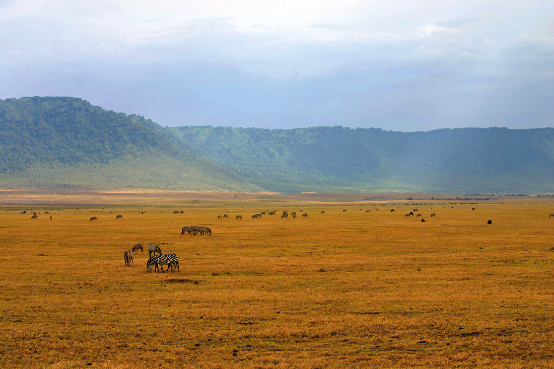 Zebras grasen auf der weiten Savanne im Ngorongoro-Krater in Tansania, umgeben von der charakteristischen Kraterlandschaft.