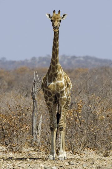 Giraffe - Etosha National Park